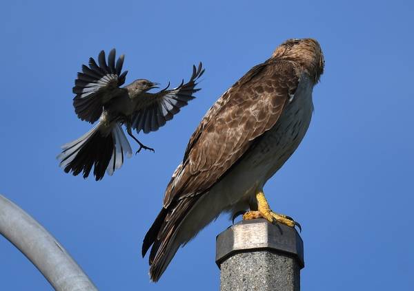 Red-tailed Hawk getting mobbed by a Northern Mockingbird and Blue Jays - 52113519674 by Wildreturn is licensed under CC BY 2.0.